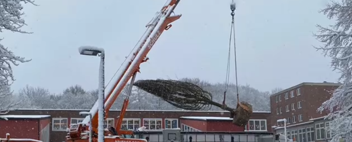 Ein neuer Baum für die KSF